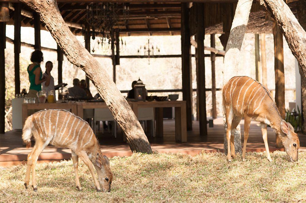 Moditlo River Lodge Hoedspruit Exteriér fotografie