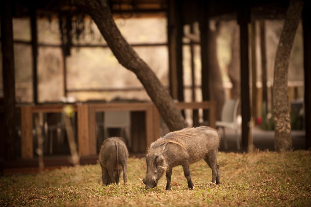 Moditlo River Lodge Hoedspruit Exteriér fotografie